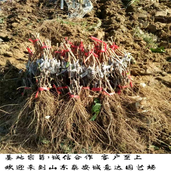 3公分大秋甜柿子樹苗報價，購買哪里有大秋甜柿子樹苗