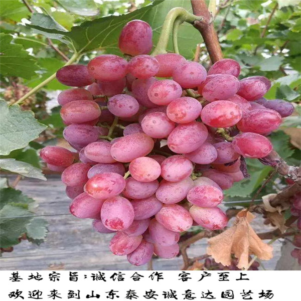 70高大青皮無花果苗報價，哪里有的大青皮無花果苗