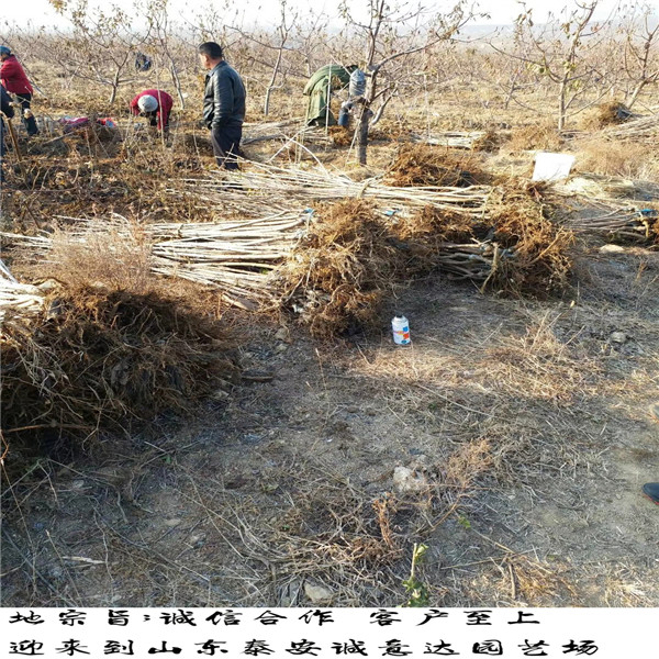 一年恐龍蛋李子苗批發(fā)，哪里批發(fā)恐龍蛋李子苗