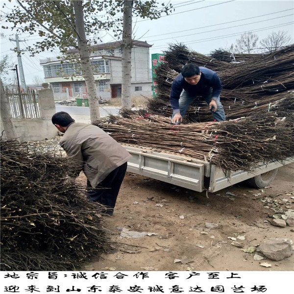 3年生玉华早富苹果苗基地，的玉华早富苹果苗