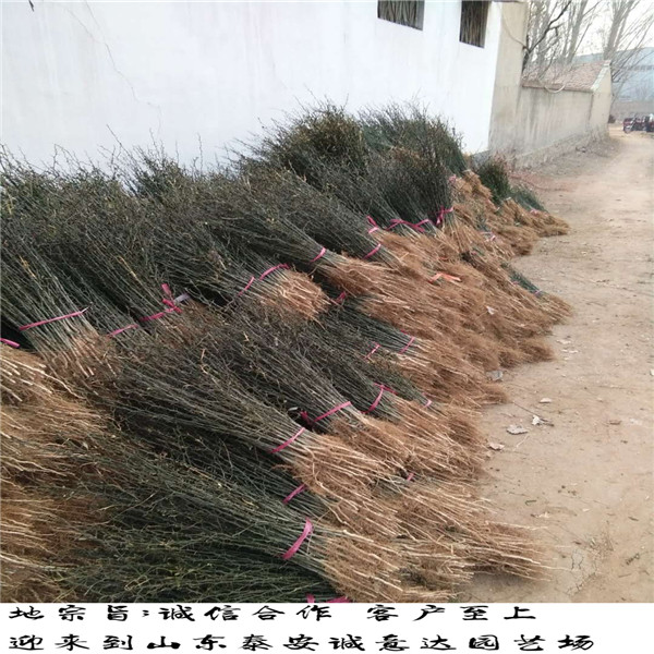 一年恐龍蛋李子苗批發(fā)，哪里批發(fā)恐龍蛋李子苗