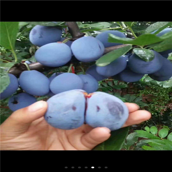 去年味王杏李樹苗批發(fā)，哪里銷售味王杏李樹苗