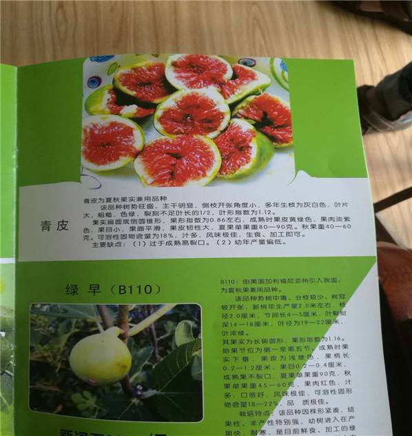五年煙富0號(hào)蘋(píng)果苗銷(xiāo)售，的煙富0號(hào)蘋(píng)果苗