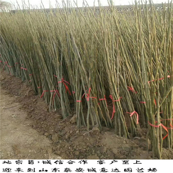 去年味王杏李樹苗批發(fā)，哪里銷售味王杏李樹苗