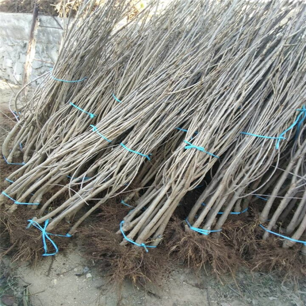 1公分煙富0號蘋果苗銷售，哪里出售煙富0號蘋果苗