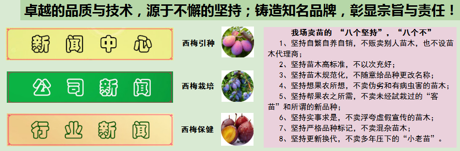 5年生紫陶芬無(wú)花果苗銷售，的紫陶芬無(wú)花果苗