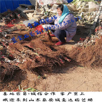 柱狀蘋果苗苗圃報(bào)道