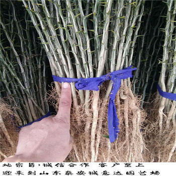3年生卡太無花果苗基地，哪里便宜卡太無花果苗