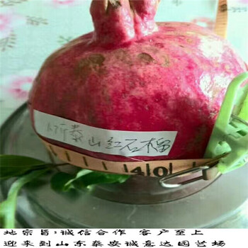 二年生綠寶石藍(lán)莓苗價(jià)格，哪里有的綠寶石藍(lán)莓苗