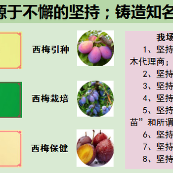 三年玉华早富苹果苗价格，哪里有便宜玉华早富苹果苗