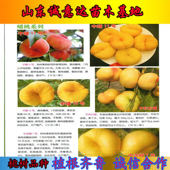 三年矮化砧木福麗蘋果苗銷售，的矮化砧木福麗蘋果苗