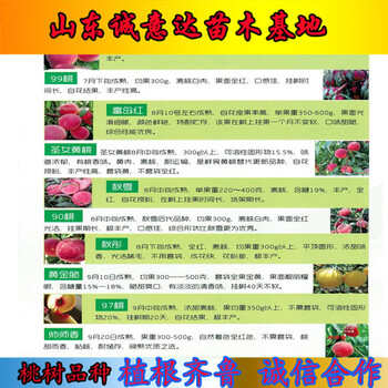 5年布蘭瑞克無花果苗供應，便宜的布蘭瑞克無花果苗