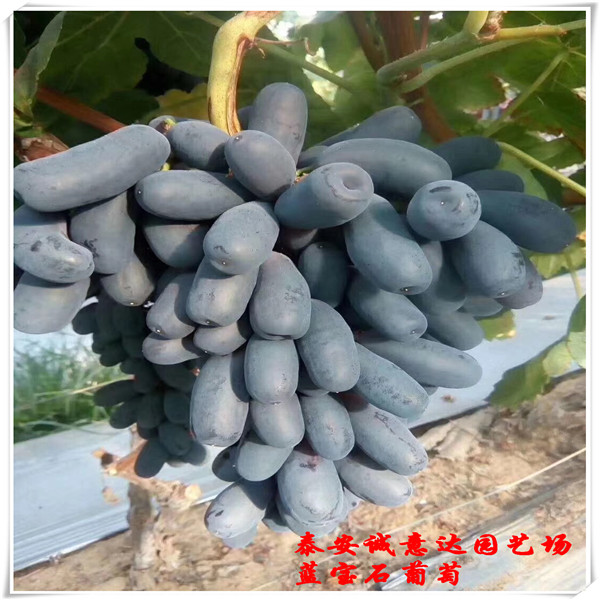 三年大青皮無花果苗價(jià)格，哪里出售大青皮無花果苗