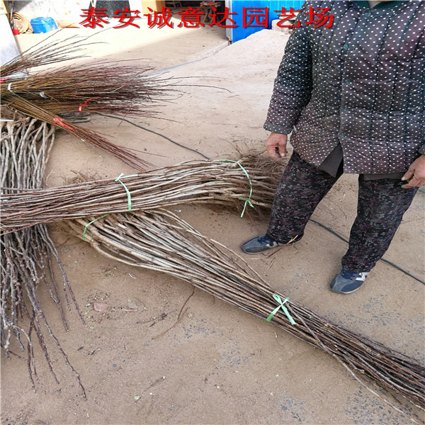 黑龍江牡丹江巨盛一號葡萄苗現(xiàn)場起苗