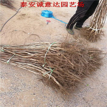 二年生福麗蘋果樹苗銷售，也批發(fā)福麗蘋果樹苗