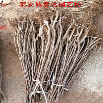 80高煙富8號(hào)蘋(píng)果苗供應(yīng)，哪里有便宜煙富8號(hào)蘋(píng)果苗
