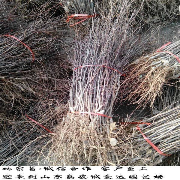 早酥红梨树苗种植具体方法