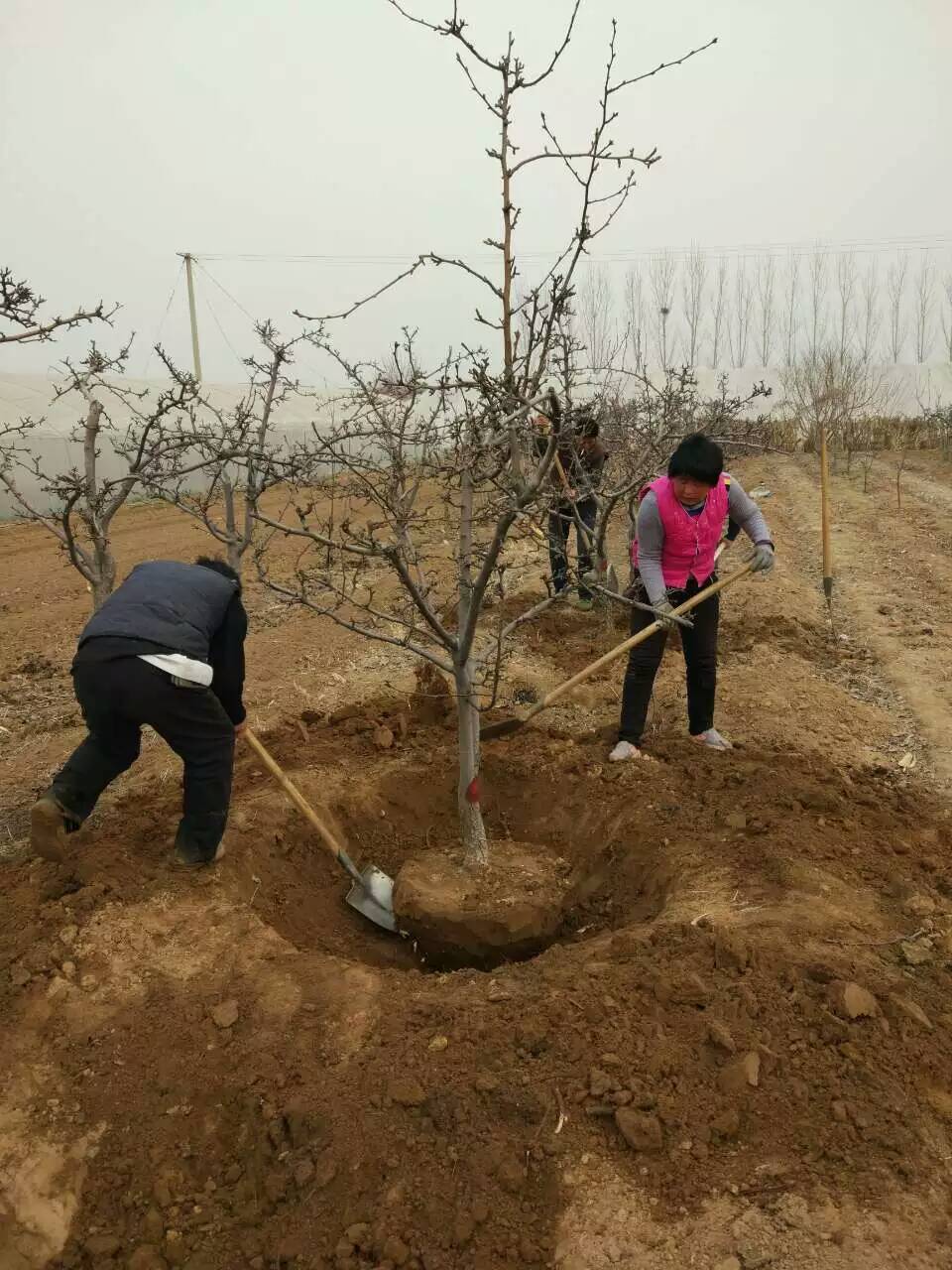 一年生美八苹果苗销售，批发哪里有美八苹果苗