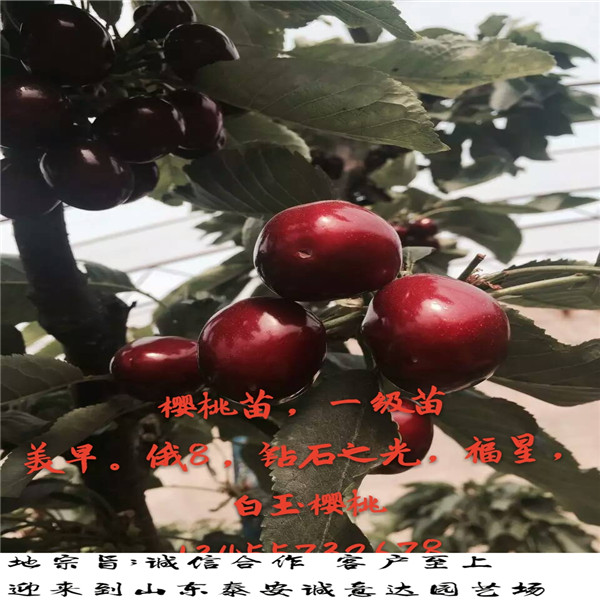 結(jié)果夏紅蘋(píng)果苗報(bào)價(jià)，哪里賣(mài)的夏紅蘋(píng)果苗