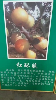 三年枳壳苗供应，哪里有种植枳壳苗