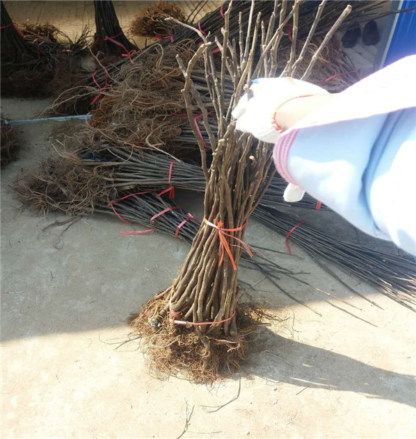 今年新疆早黄无花果苗供应，哪里卖的新疆早黄无花果苗