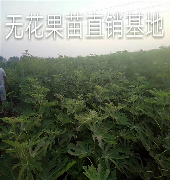 新疆哈密粉红女士苹果苗现场起苗