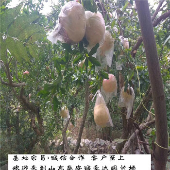 广东汕尾花冠苹果苹果苗种植地区