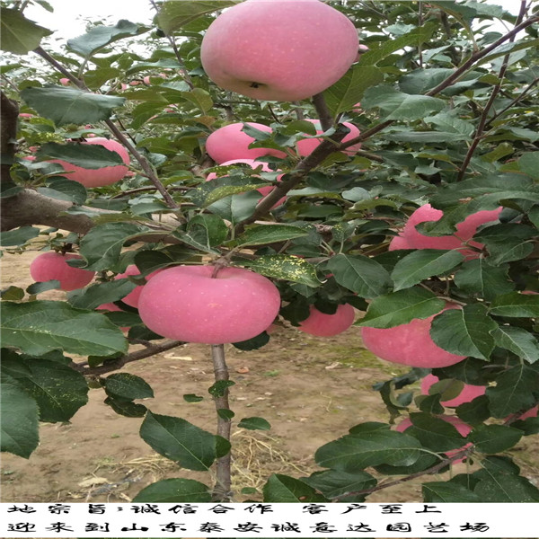 紅肉蘋果蘋果苗技術(shù)