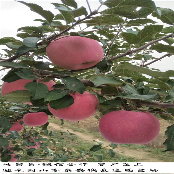 2公分玉華早富蘋果苗基地，哪里銷售玉華早富蘋果苗