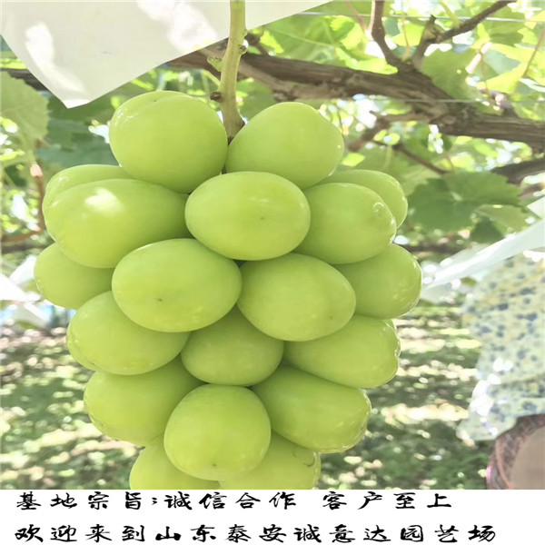 今年新疆早黄无花果苗供应，哪里卖的新疆早黄无花果苗