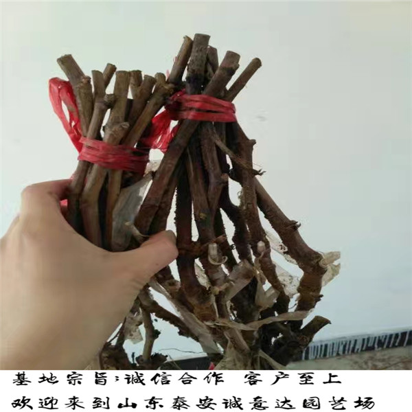 藤木蘋果苗口感品相好