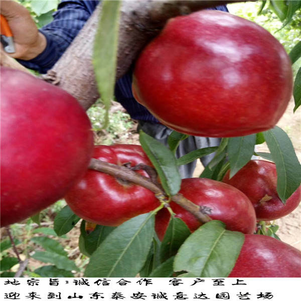 二年枳殼苗批發(fā)，批發(fā)哪里有枳殼苗