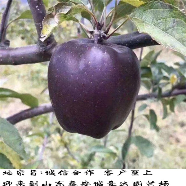 河南焦作早红霞苹果苗嫁接苗