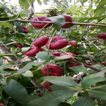 江西宜春紅喜梅西西梅苗參考價(jià)
