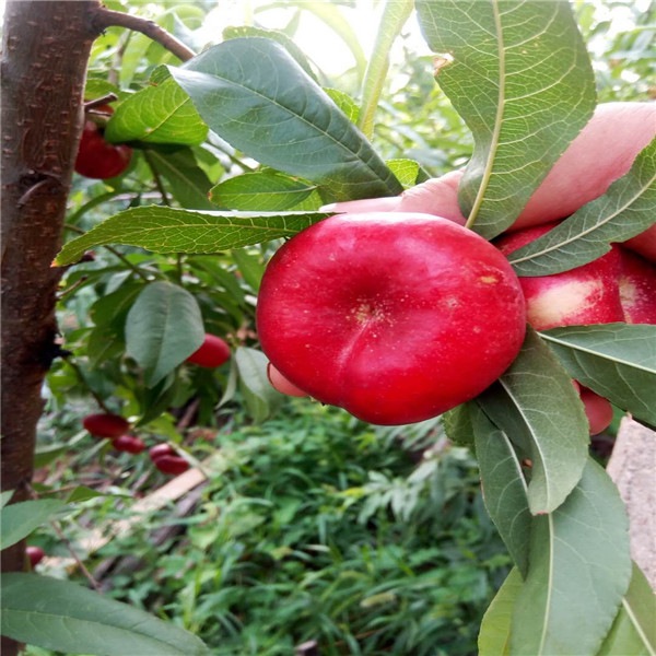 3年生矮化砧木福丽苹果苗价格，哪里出售矮化砧木福丽苹果苗