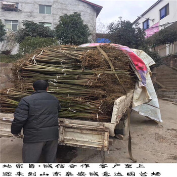 4年嘎啦蘋果苗批發(fā)，的嘎啦蘋果苗