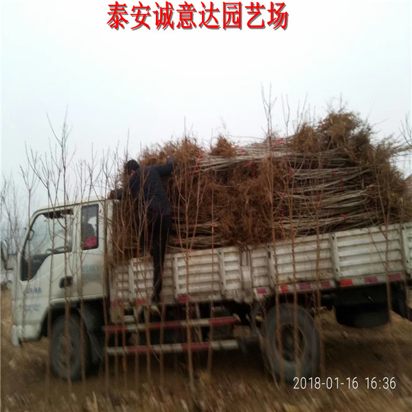去年煙富6號蘋果苗報(bào)價(jià)，哪里出售煙富6號蘋果苗