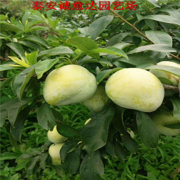 藤木蘋果苗口感品相好