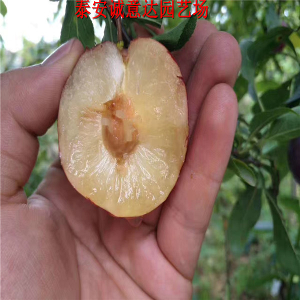 紅玫瑰李子苗種植要領(lǐng)