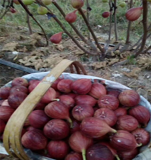 70高黑苹果树苗销售,低价的黑苹果树苗