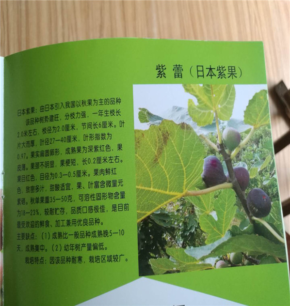 50高紫陶芬無(wú)花果苗報(bào)價(jià)，購(gòu)買哪里有紫陶芬無(wú)花果苗