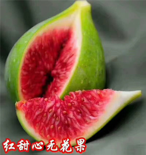 一年 黑蘋(píng)果樹(shù)苗銷(xiāo)售，也批發(fā)黑蘋(píng)果樹(shù)苗