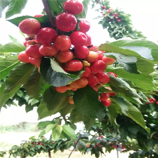 三年矮化砧木福丽苹果苗销售，的矮化砧木福丽苹果苗