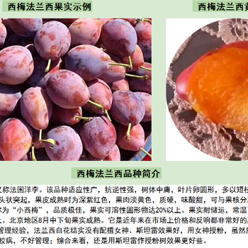 一年生B1011無花果苗價格，的B1011無花果苗