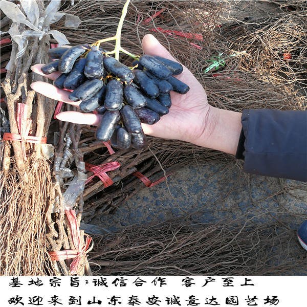 5年波姬红无花果苗供应，哪里有便宜波姬红无花果苗