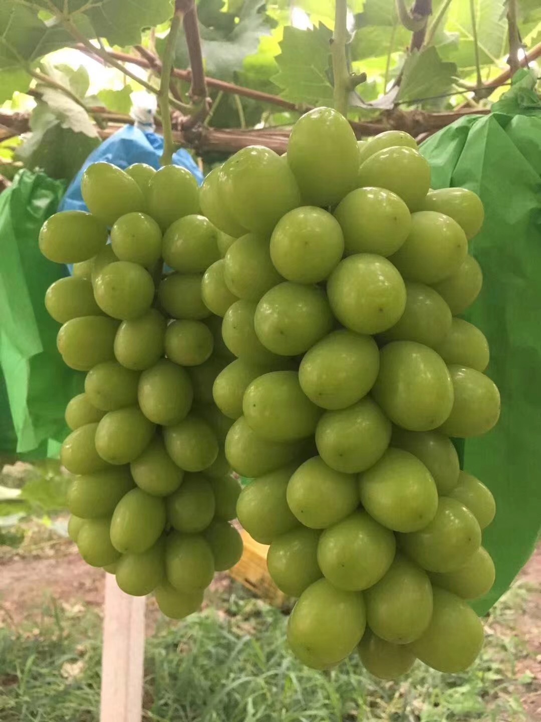 加州黑无花果苗育苗批发，加州黑无花果苗种植地区