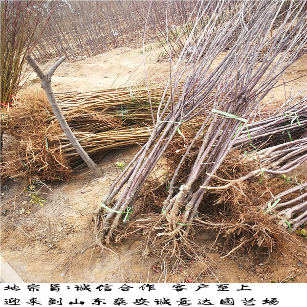 烟富6号苹果苗育苗资讯，烟富6号苹果苗2018报价