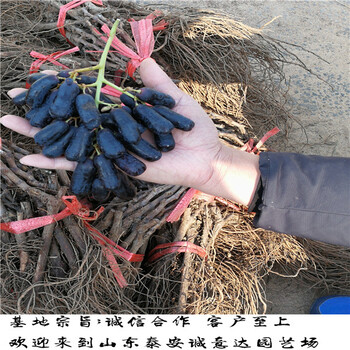 矮化M26蘋果苗發(fā)展趨勢