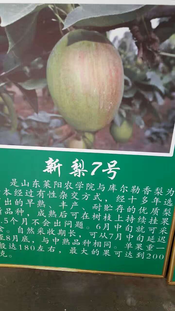 湖南湘潭秦冠苹果苗哪里卖苗质量好