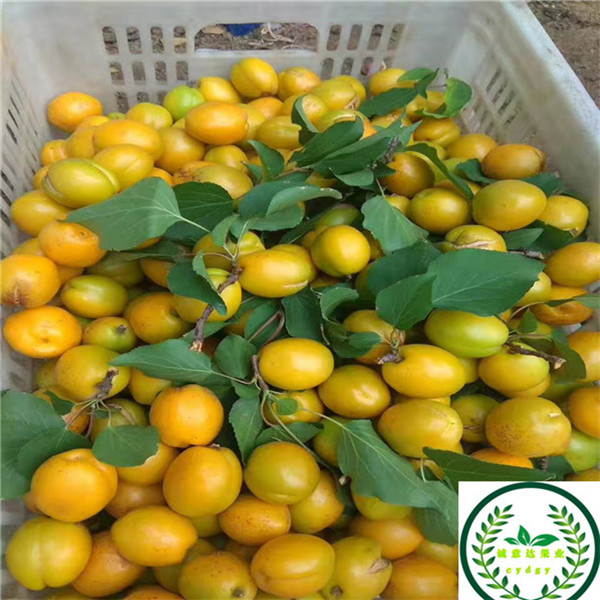 味厚杏李树苗价格更新，味厚杏李树苗丰产种植